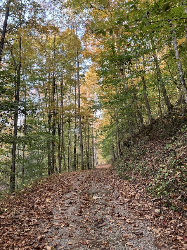 view of local wilderness