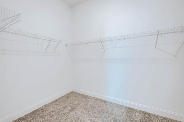 spacious closet featuring carpet