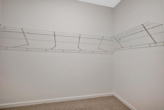 walk in closet featuring carpet