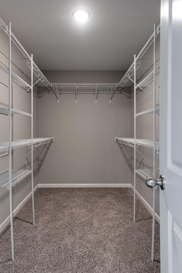 spacious closet featuring carpet floors