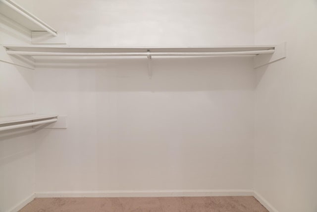 spacious closet featuring carpet floors