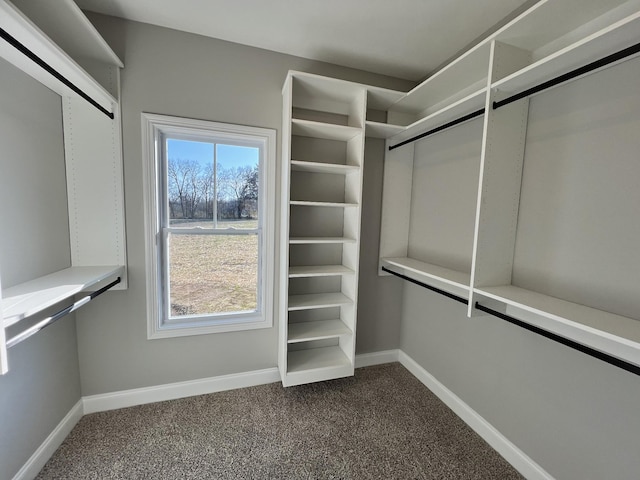 walk in closet featuring carpet flooring