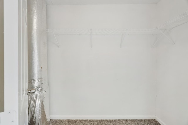 spacious closet featuring carpet flooring