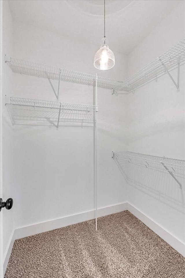 spacious closet featuring carpet flooring