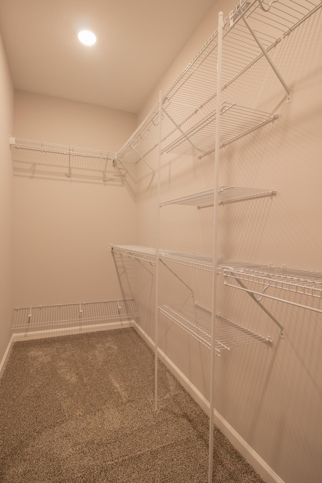 spacious closet featuring carpet flooring