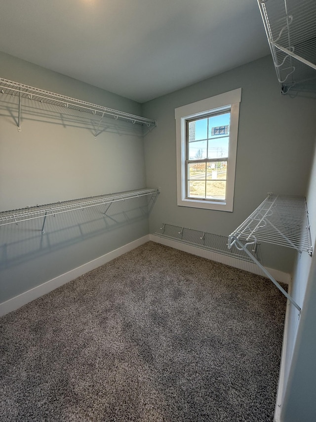 spacious closet featuring carpet