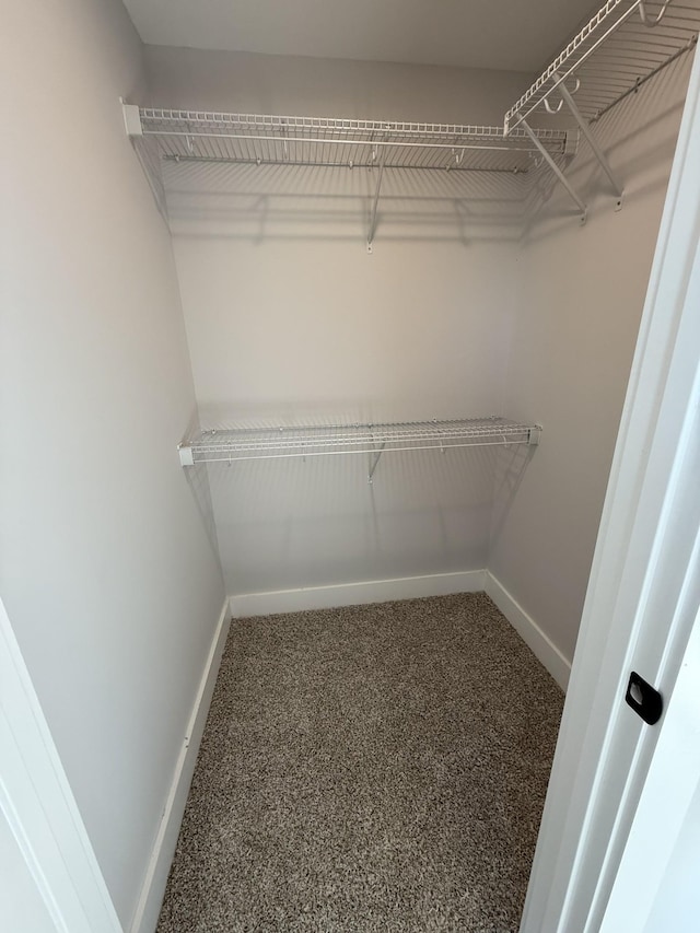 walk in closet with carpet flooring