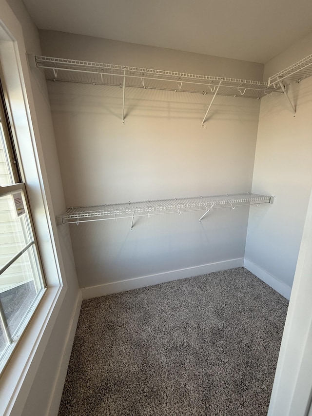 spacious closet featuring carpet