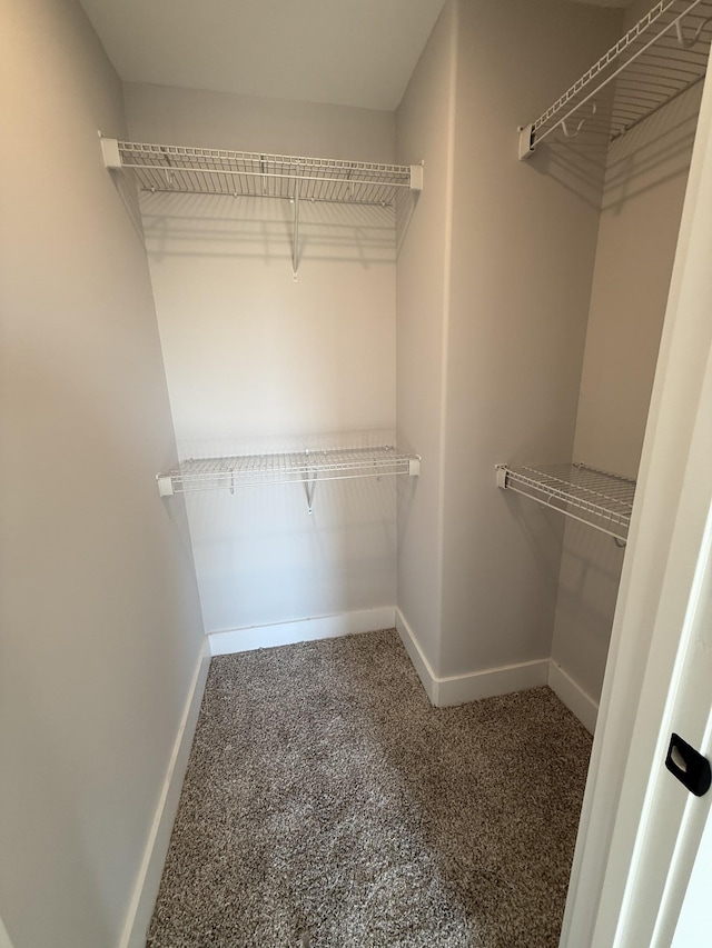 walk in closet featuring carpet floors