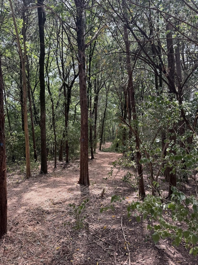 view of local wilderness