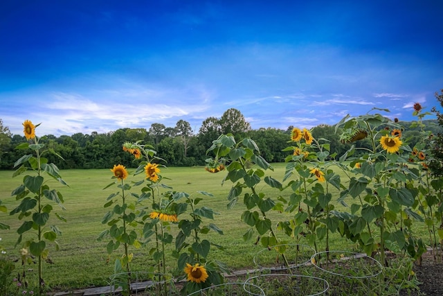 view of nature