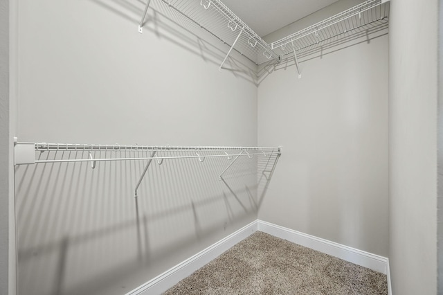 spacious closet featuring carpet flooring