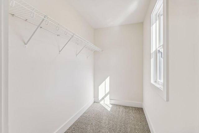 spacious closet featuring carpet flooring