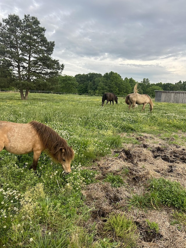 view of yard with a rural view