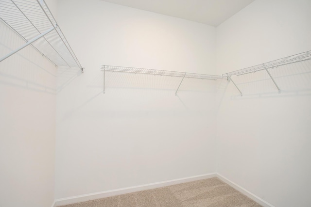 walk in closet featuring carpet flooring