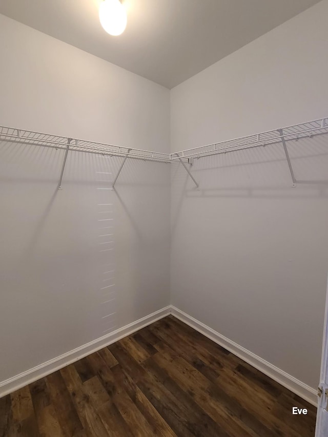 walk in closet with dark hardwood / wood-style floors