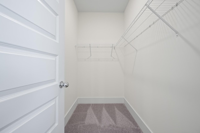 walk in closet featuring carpet floors