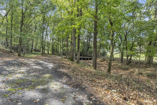 view of local wilderness