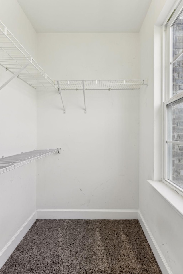 walk in closet featuring carpet floors