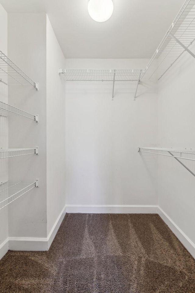 spacious closet featuring carpet flooring