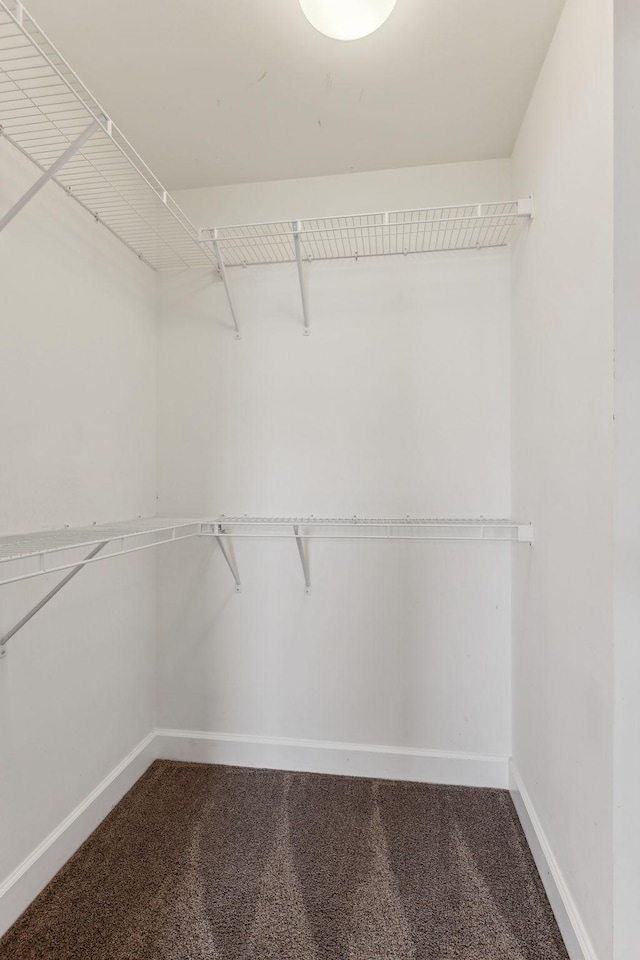 spacious closet with carpet floors