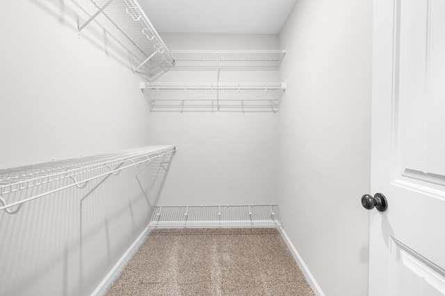 spacious closet featuring carpet