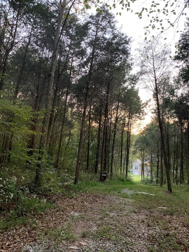 view of local wilderness