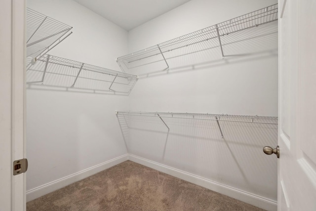 walk in closet featuring carpet