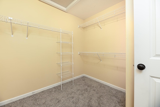 walk in closet with carpet flooring