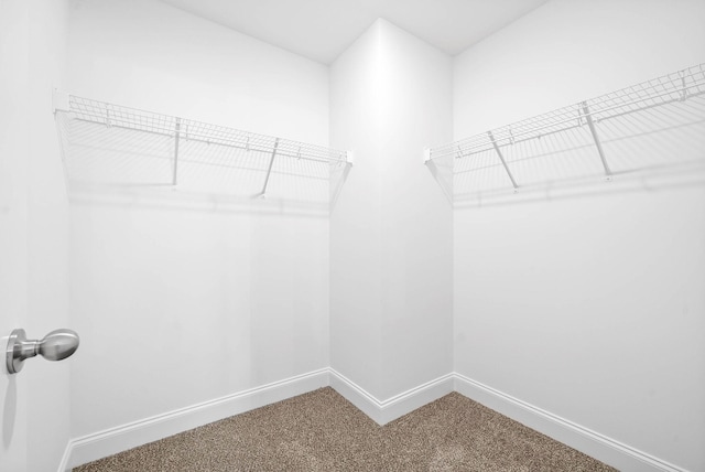 spacious closet featuring carpet