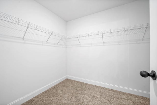 spacious closet featuring carpet flooring