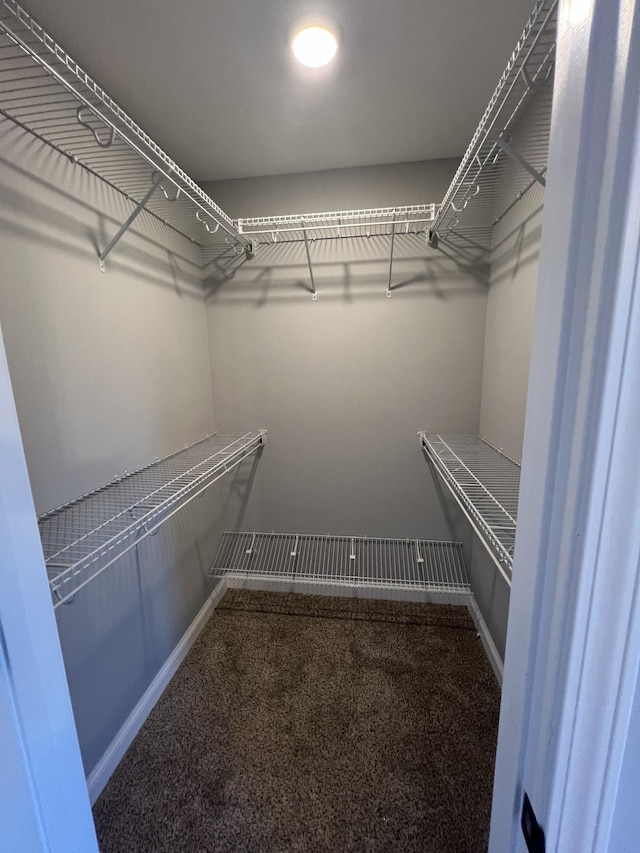 spacious closet featuring carpet floors