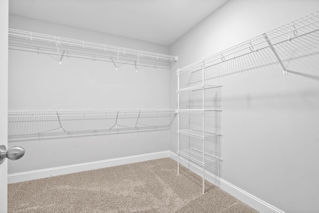 walk in closet featuring carpet flooring