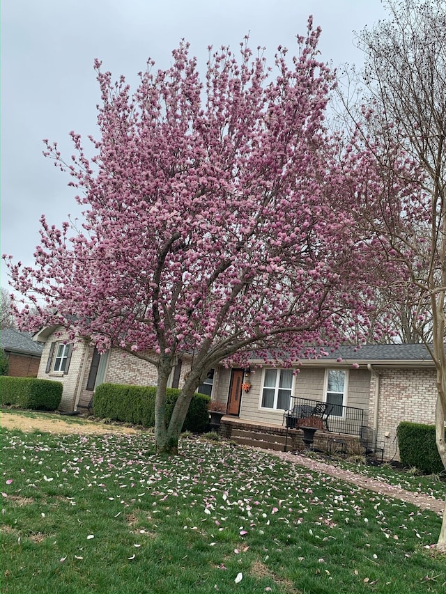 view of front of home featuring a front yard