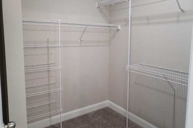 spacious closet featuring carpet