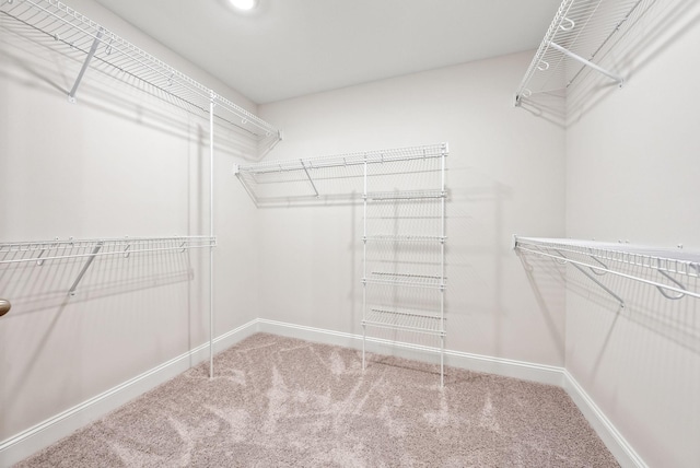 walk in closet featuring carpet flooring