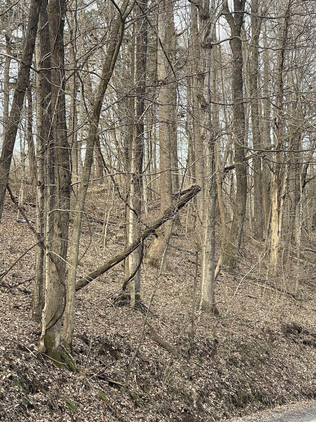0 Johns Creek Rd, Lafayette, TN 37083