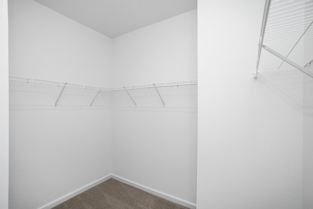 spacious closet featuring carpet