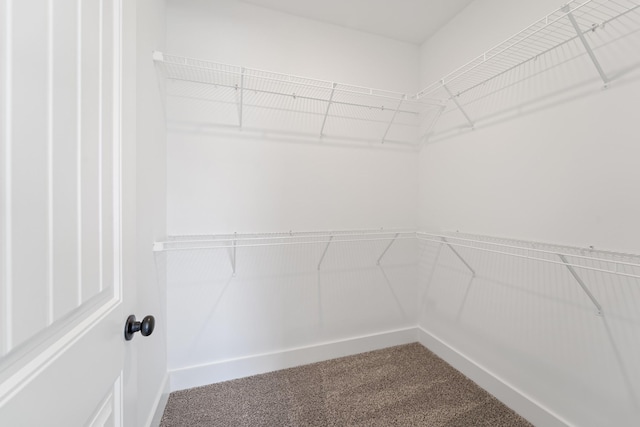 walk in closet featuring carpet