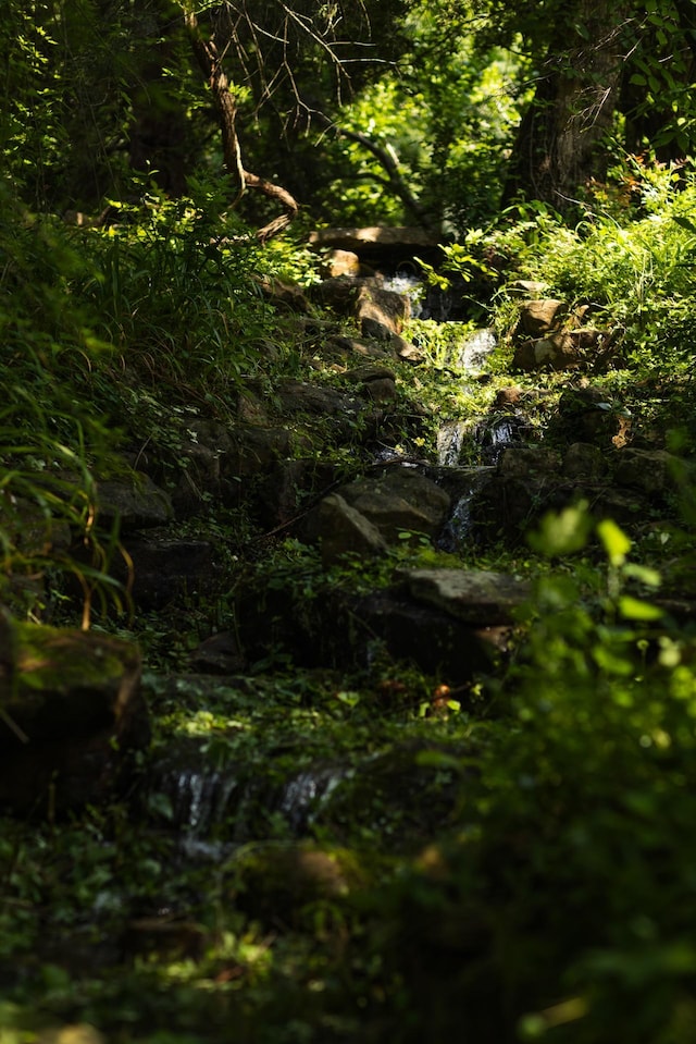 view of local wilderness