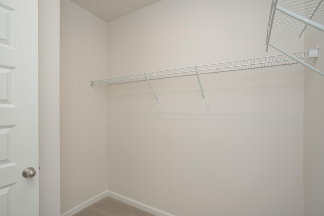 walk in closet featuring carpet flooring