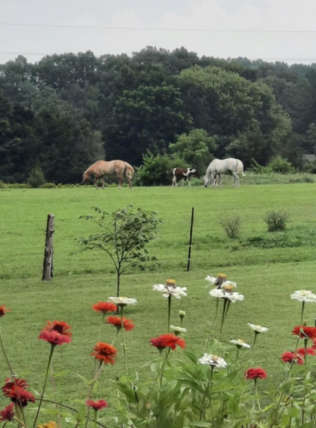 view of yard featuring a rural view