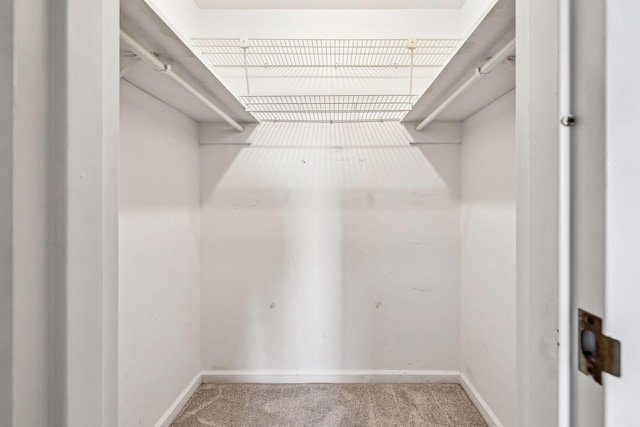 walk in closet with carpet floors