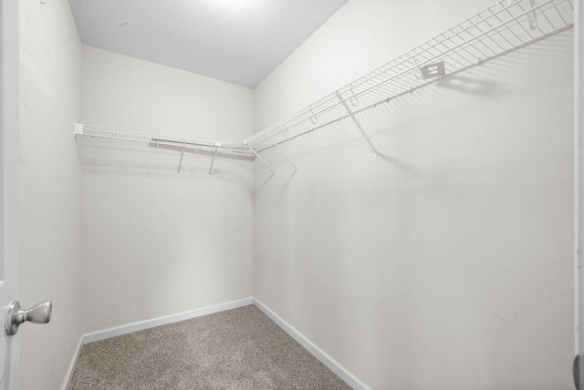 walk in closet featuring carpet flooring