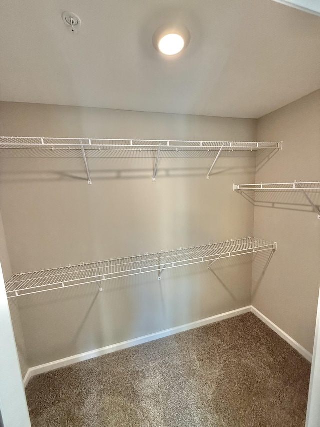 walk in closet featuring carpet flooring