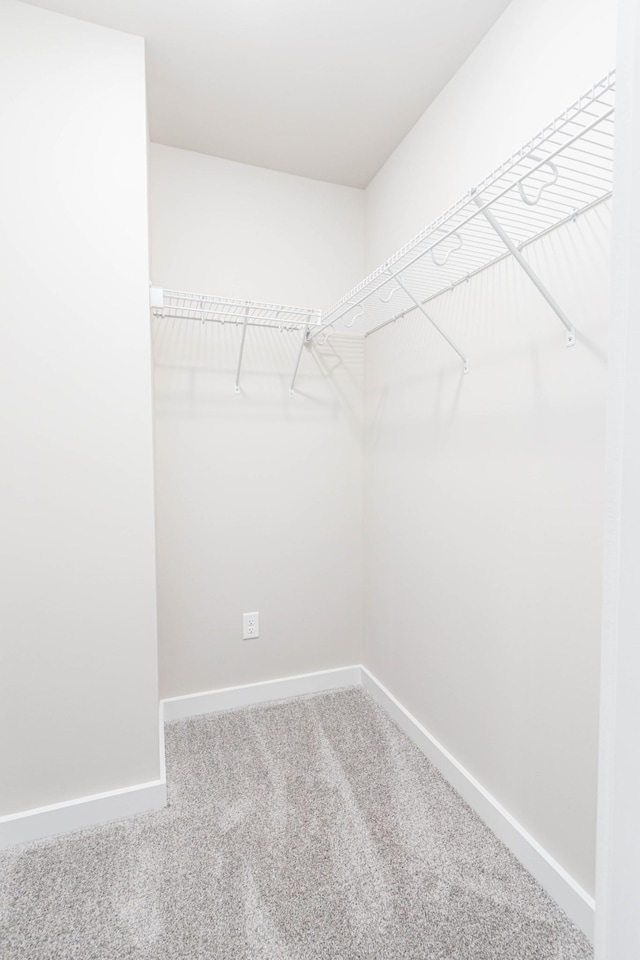 spacious closet featuring carpet floors