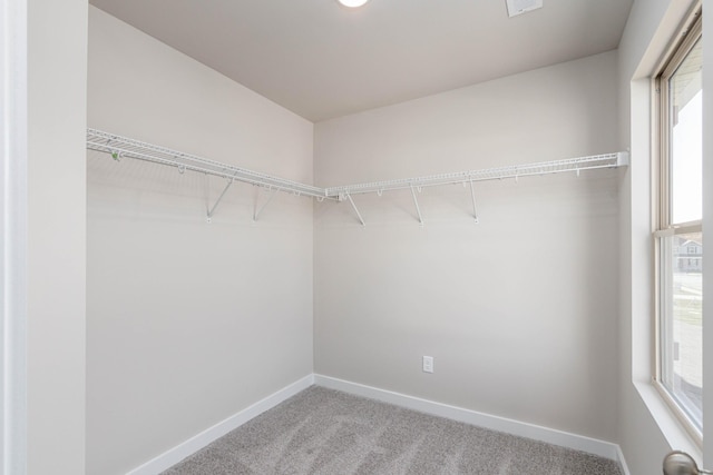 walk in closet with carpet floors