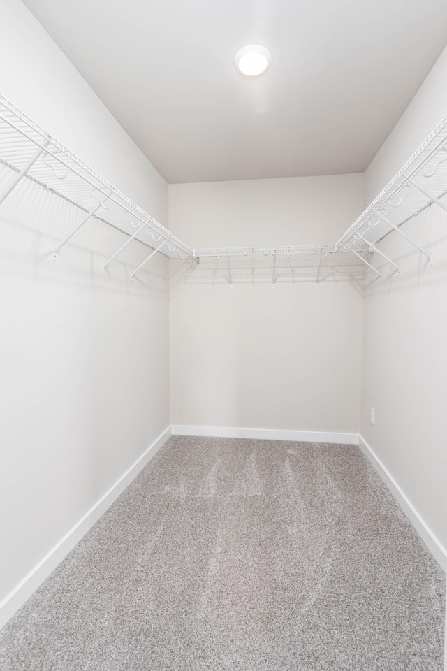 walk in closet featuring carpet floors