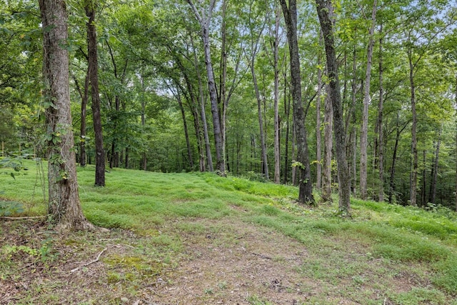 view of local wilderness