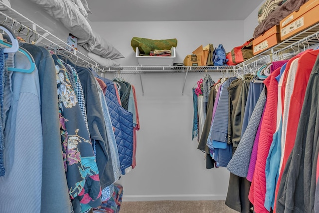 walk in closet featuring carpet flooring